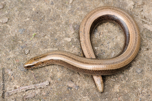 Rare animal, legless shiny harmless lizard slow worm on the ground