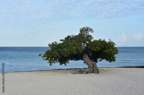 Aruba's Divi Tree on Eagle Beach in the Morning photo