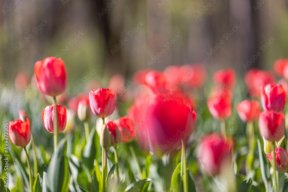 Beautiful colorful tulips on blurred spring park sunny background. Bright flowers closeup, love romance floral concept. Dreamy city park natural spring scene. Amazing nature sunny garden landscape Beautiful colorful tulips on blurred spring park sunny background. Bright flowers closeup, love romance floral concept. Dreamy city park natural spring scene. Amazing nature sunny garden landscape