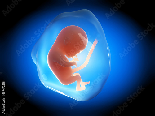 médical  -humain - foetus - embryon -développement Fototapet