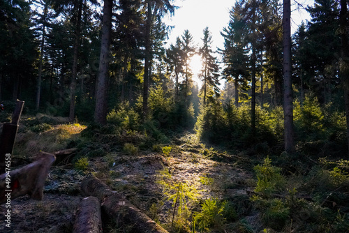forest in autumn