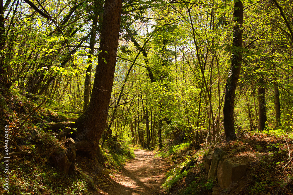 Waldweg zur Burgruine Hoch Eppan in Südtirol Waldweg zur Burgruine Hoch Eppan in Südtirol