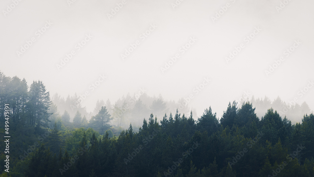 fog covered pine woodland