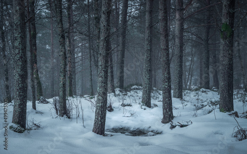 untouched snowy woodland
