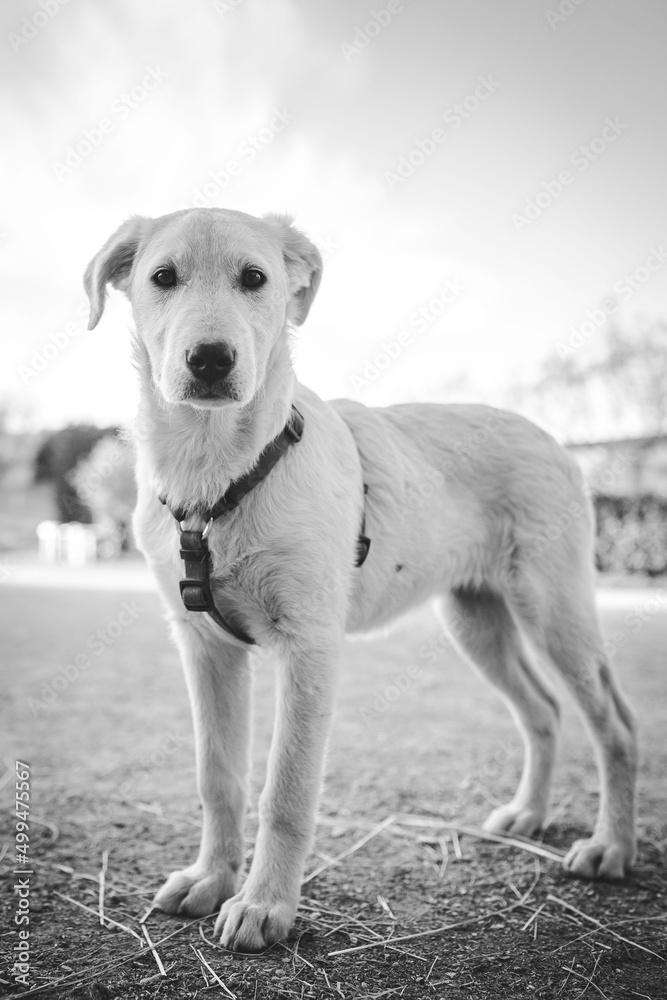 labrador cucciolo labrador cucciolo