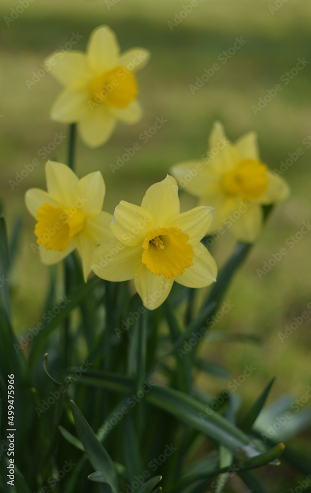 Daffodils yellow flowers on bokeh garden background, spring garden image by Helios lens. Daffodils yellow flowers on bokeh garden background, spring garden image by Helios lens.