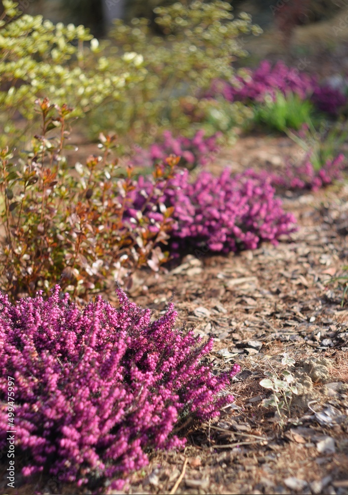Obraz premium Erica blooming flowers in spring garden by helios lens, soft focus and bokeh background, swirly bokeh.