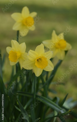 Daffodils yellow flowers on bokeh garden background, spring garden image by Helios lens.
