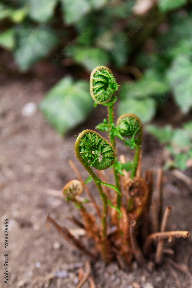 Opening fern leaves in a spring garden, Moldova. Fern and ivy in spring.
