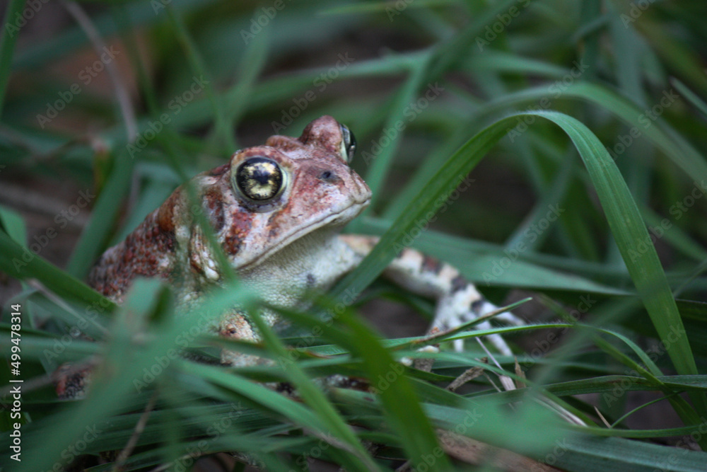 Obraz premium Big Spotted Brown Toad in the grass 