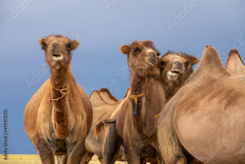 Group camels in steppe in Mongolia