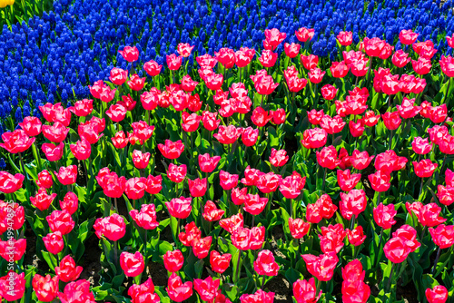 colorful tuip flowers in green garden. Emirgan tulip festival, İstanbul. photo