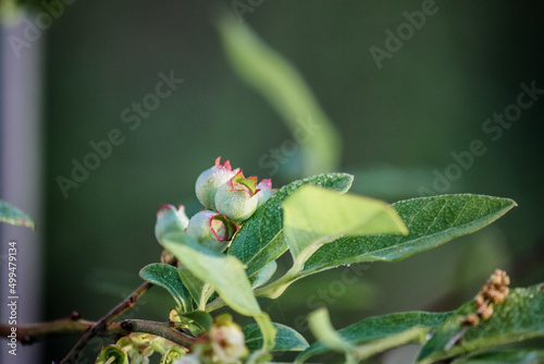 Blueberry plant blooming with morning dew  © Rogue Productions