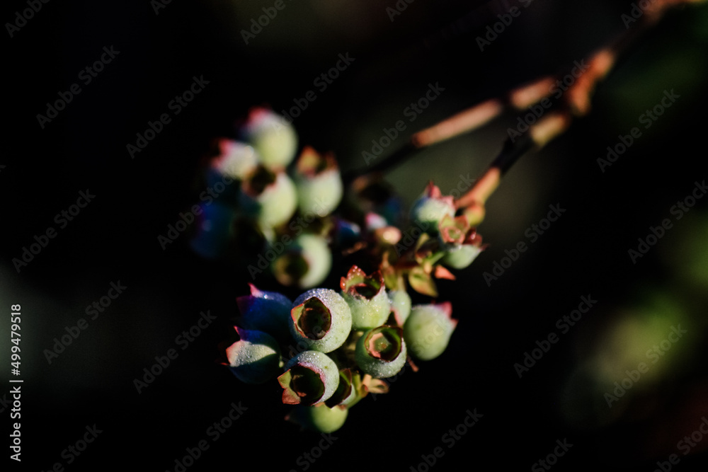 Blueberry plant blooming with morning dew Blueberry plant blooming with morning dew