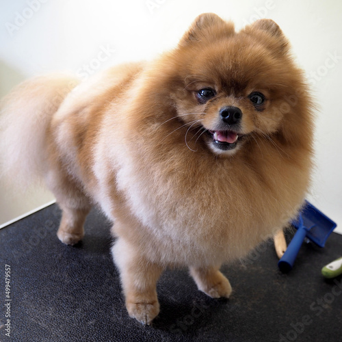 dog breed pomeranian stands on the table after grooming. services for dogs. spitz haircut
