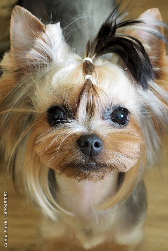 a close dog of the Yorkshire Terrier breed with a cropped muzzle and a tail on its head stands on a brown background. side view. Korean style of York's muzzle. grooming a close dog of the Yorkshire Terrier breed with a cropped muzzle and a tail on its head stands on a brown background. side view. Korean style of York's muzzle. grooming