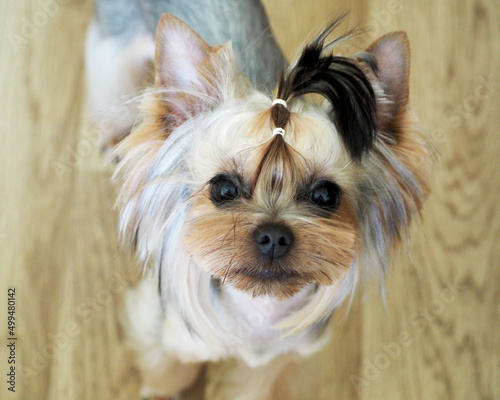 cute muzzle of a Yorkshire Terrier dog . the dog is standing on the floor. baby face of york. top view photo