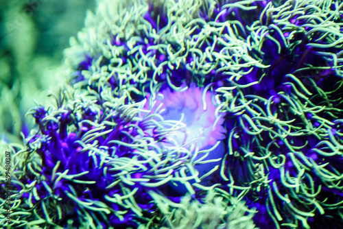 Green star polyps in our aquarium 
