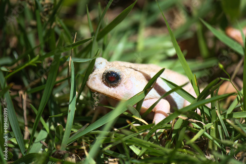 Albino toad – rare encounters  photo