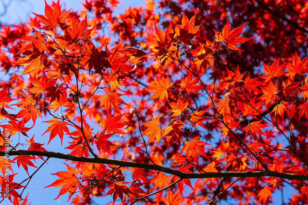 Japanese Maple Leaves