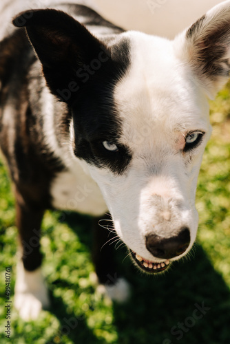 Portrait of a blue eyed black and white dog