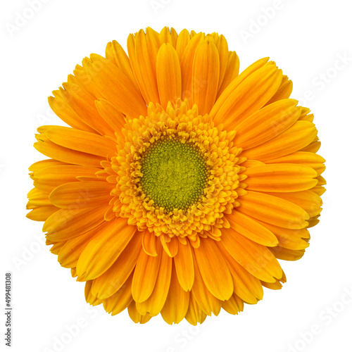 Yellow gerbera flower isolated on white background.