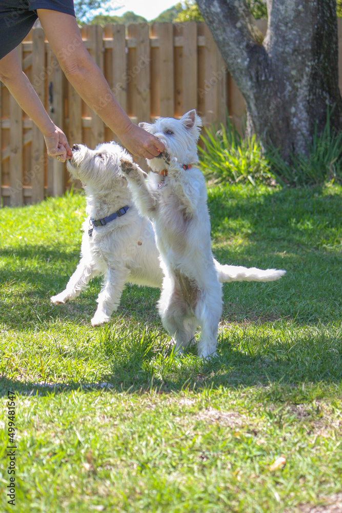 Little white west highland terriers in training Little white west highland terriers in training