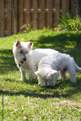 Little white west highland terriers in training 