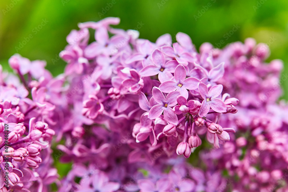 Pleasant colors of lilac in the city park. Spring season in the middle latitudes Pleasant colors of lilac in the city park. Spring season in the middle latitudes