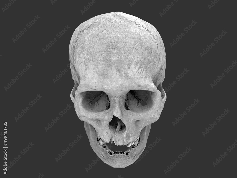 Human skull with missing teeth - top down view Stock Illustration | Adobe  Stock