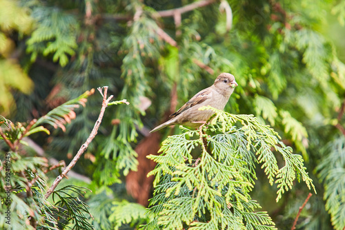 A sparrow is sitting on a fir branch. Forest bird during the spring period