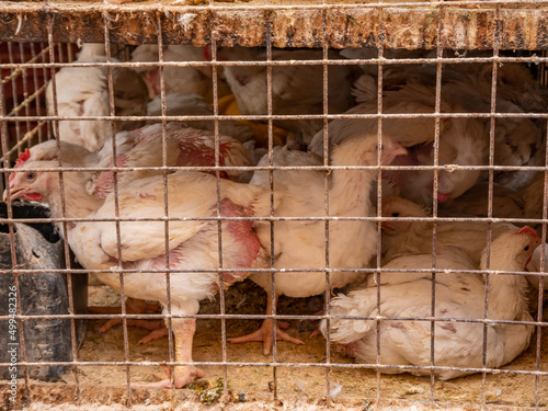 White chickens in a dirty iron cage. Bird trade.
