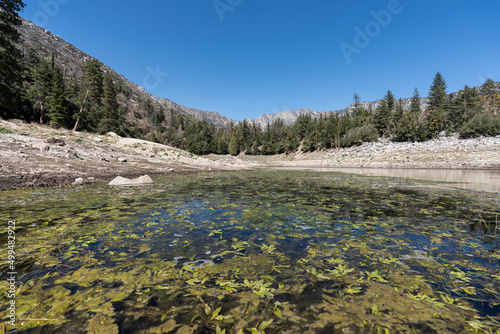 Algae growth at Crystal Lak...