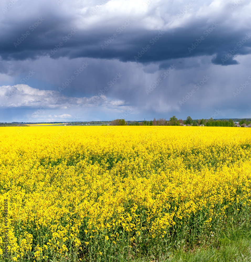 Yellow field of flowering rape on background dramatic stormy sky during summer sunrise or sunset. Yellow field of flowering rape on background dramatic stormy sky during summer sunrise or sunset.