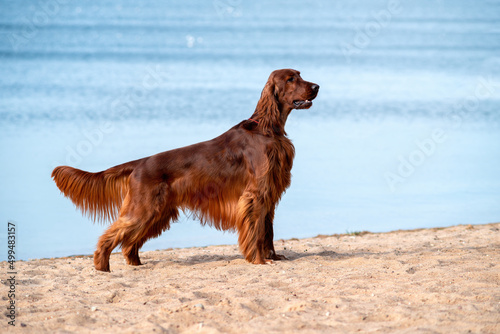 Purebred irish red setter standing on a background of on the beach by the sea on a Sunny day.