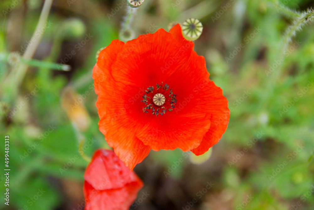A red poppy in the meadow A red poppy in the meadow