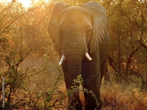 Fotografiet Elephant at Sunrise