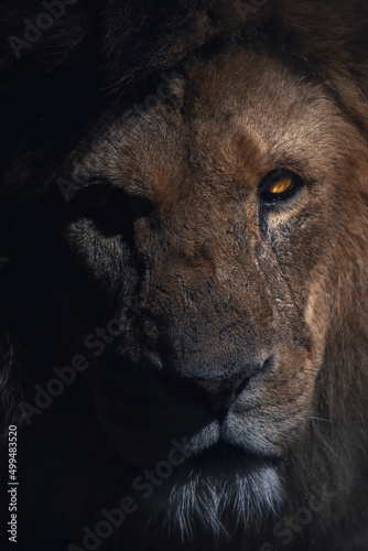Closeup portrait of a male lion in the shadows