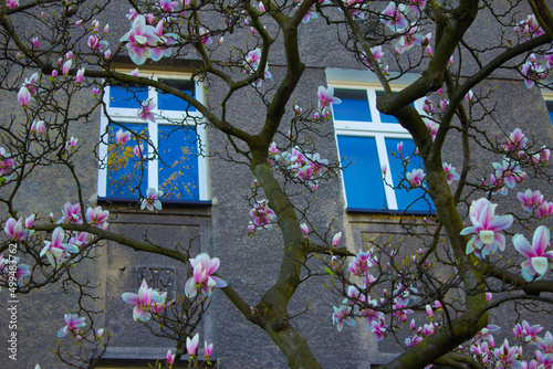 Magnolia blooms, magnolia flowers on the background of a beautiful house. Background. Magnolia at the window. Beautiful magnolia flowers. Background. Texture.