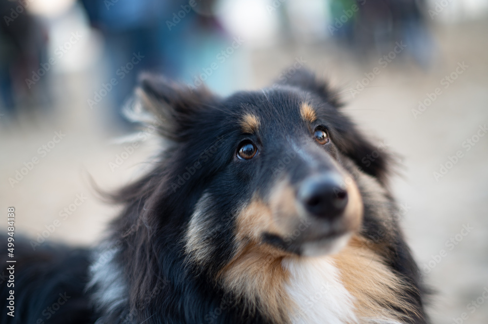 Sheltie Portrait Sheltie Portrait