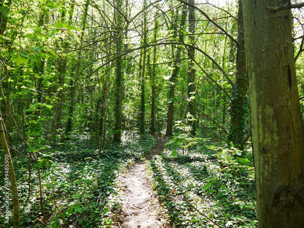 Chemin ou route en terre, dans une foret, en pleine nature, avec des ...