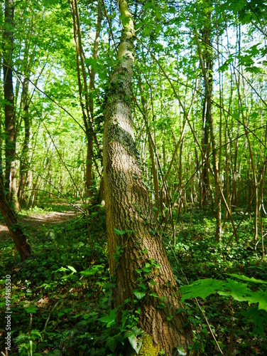 Chemin ou route en terre  dans une foret  en pleine nature  avec des arbres partout et de la verdure  arbre d  racin   ou renvers    se penchant vers le sol