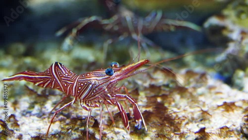 Camel shrimp (Rhynchocinetes durbanensis), close-up photo
