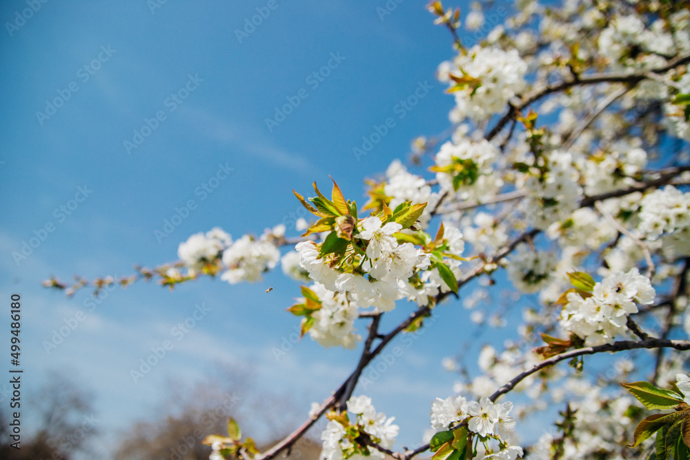Selective focus of beautiful branches of white cherry blossoms on a tree under a blue sky, Beautiful cherry blossoms during the spring season in the park. Beauty is in nature. Selective focus of beautiful branches of white cherry blossoms on a tree under a blue sky, Beautiful cherry blossoms during the spring season in the park. Beauty is in nature.