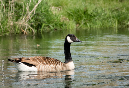 side profile of a canada goose (Branta canadensis) swimming in a chalk stream river, late spring, Wiltshire UK 