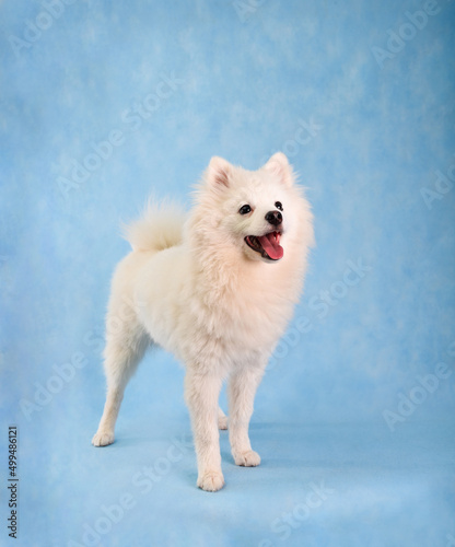 A white fluffy Pomski puppy on a blue background in the studio