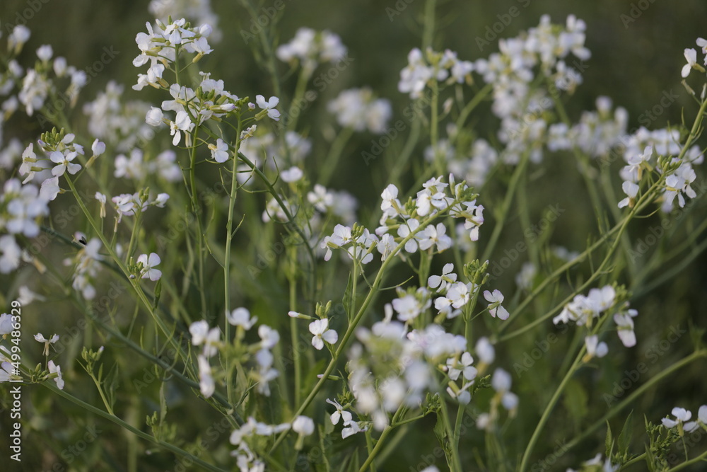 white wildflower white wildflower