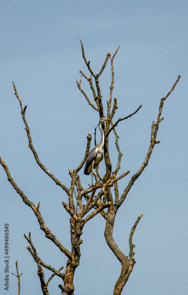 a heron (ardeidae) perched high in bare tree branches a heron (ardeidae) perched high in bare tree branches