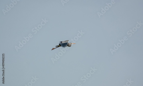 a heron (ardeidae) in flight over green meadows