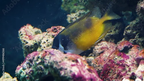 Foxface rabbitfish (Siganus vulpinus) eating algae from a coral photo